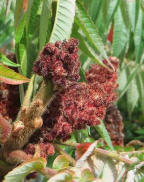 Fotografia 11 da espécie Rhus typhina no Jardim Botânico UTAD