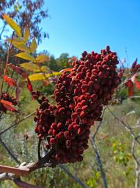 Fotografia da espécie Rhus typhina