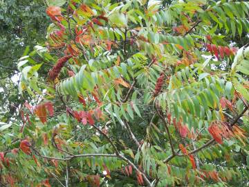 Fotografia da espécie Rhus typhina