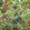 Fotografia 13 da espécie Rhus typhina do Jardim Botânico UTAD