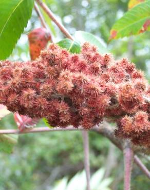 Fotografia 14 da espécie Rhus typhina no Jardim Botânico UTAD