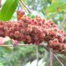 Fotografia 14 da espécie Rhus typhina do Jardim Botânico UTAD