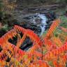 Fotografia 15 da espécie Rhus typhina do Jardim Botânico UTAD