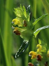 Fotografia da espécie Rhinanthus minor