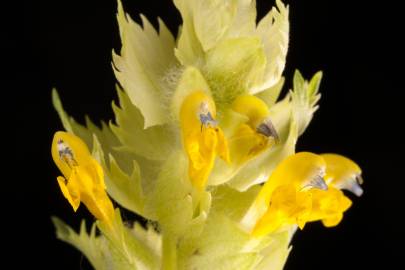 Fotografia da espécie Rhinanthus minor