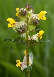 Fotografia da espécie Rhinanthus minor