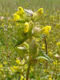 Fotografia da espécie Rhinanthus minor