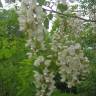 Fotografia 9 da espécie Robinia pseudoacacia do Jardim Botânico UTAD