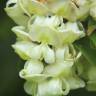 Fotografia 11 da espécie Robinia pseudoacacia do Jardim Botânico UTAD