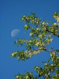 Fotografia da espécie Robinia pseudoacacia