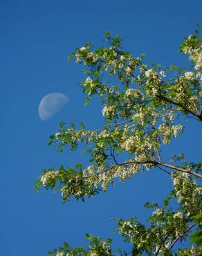 Fotografia 12 da espécie Robinia pseudoacacia no Jardim Botânico UTAD