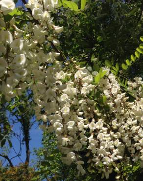 Fotografia 13 da espécie Robinia pseudoacacia no Jardim Botânico UTAD