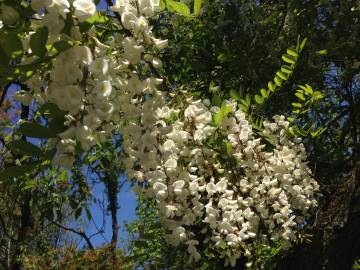 Fotografia da espécie Robinia pseudoacacia