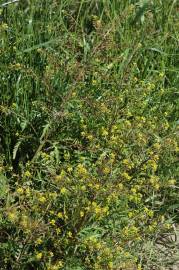 Fotografia da espécie Rorippa sylvestris subesp. sylvestris