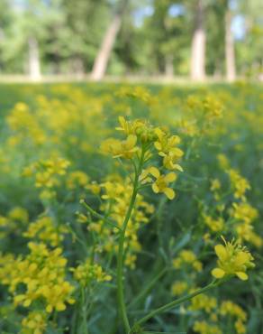 Fotografia 5 da espécie Rorippa sylvestris subesp. sylvestris no Jardim Botânico UTAD