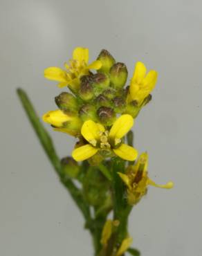 Fotografia 6 da espécie Rorippa sylvestris subesp. sylvestris no Jardim Botânico UTAD