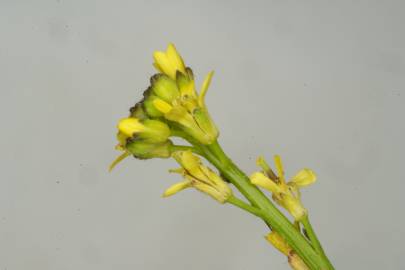 Fotografia da espécie Rorippa sylvestris subesp. sylvestris