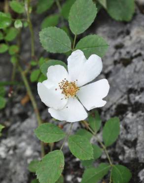 Fotografia 3 da espécie Rosa canina no Jardim Botânico UTAD