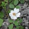 Fotografia 3 da espécie Rosa canina do Jardim Botânico UTAD