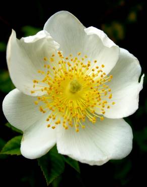 Fotografia 4 da espécie Rosa canina no Jardim Botânico UTAD