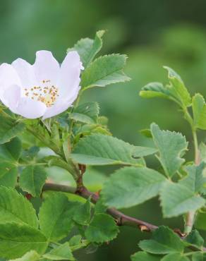 Fotografia 5 da espécie Rosa canina no Jardim Botânico UTAD