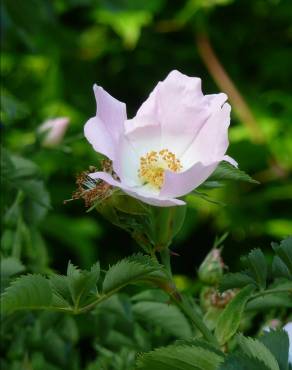Fotografia 6 da espécie Rosa canina no Jardim Botânico UTAD
