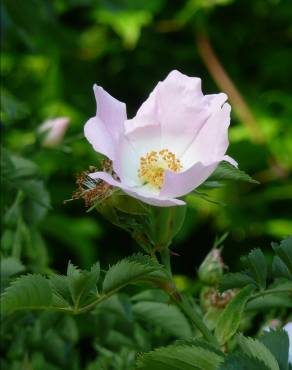 Fotografia 6 da espécie Rosa canina no Jardim Botânico UTAD