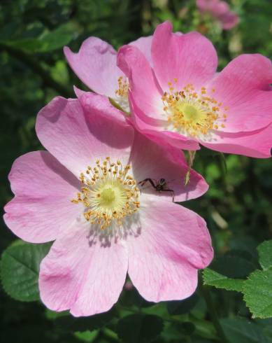 Fotografia de capa Rosa dumalis - do Jardim Botânico