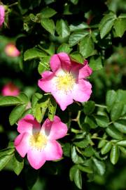 Fotografia da espécie Rosa dumalis