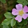 Fotografia 5 da espécie Rosa dumalis do Jardim Botânico UTAD