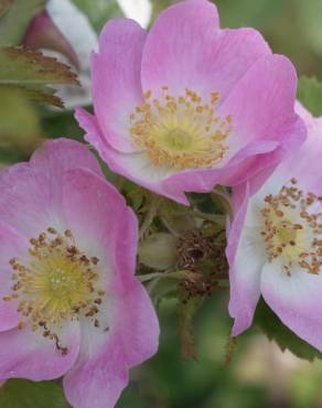 Fotografia 7 da espécie Rosa dumalis no Jardim Botânico UTAD
