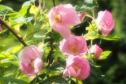 Fotografia da espécie Rosa dumalis