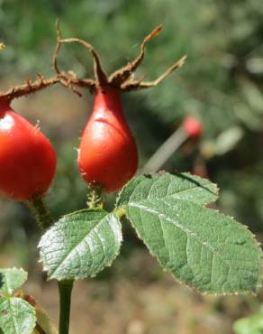 Fotografia 4 da espécie Rosa rubiginosa no Jardim Botânico UTAD