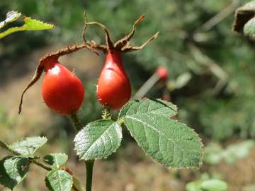 Fotografia da espécie Rosa rubiginosa