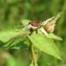 Fotografia 5 da espécie Rosa rubiginosa do Jardim Botânico UTAD