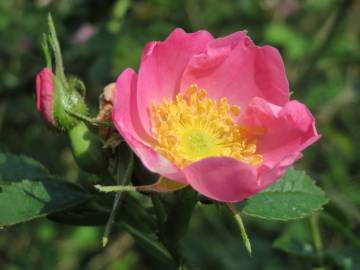 Fotografia da espécie Rosa rubiginosa