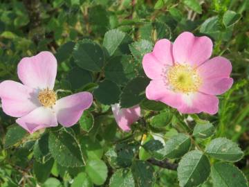 Fotografia da espécie Rosa rubiginosa