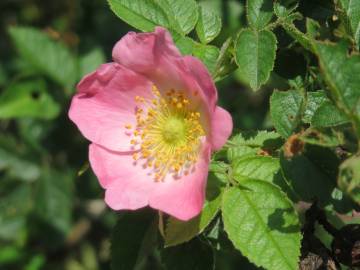 Fotografia da espécie Rosa rubiginosa