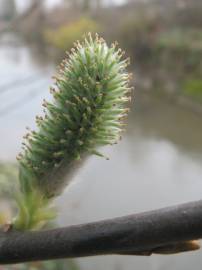 Fotografia da espécie Salix caprea