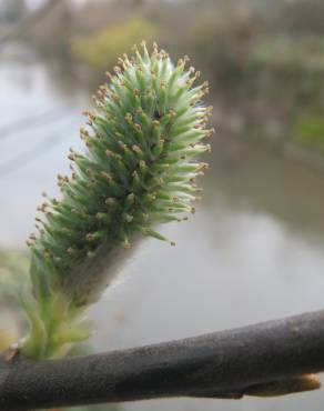 Fotografia 2 da espécie Salix caprea no Jardim Botânico UTAD