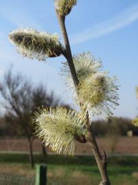 Fotografia da espécie Salix caprea