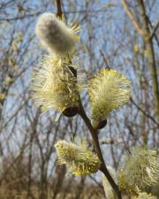 Fotografia da espécie Salix caprea