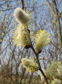 Fotografia da espécie Salix caprea