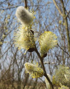 Fotografia 1 da espécie Salix caprea no Jardim Botânico UTAD