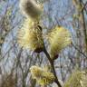 Fotografia 1 da espécie Salix caprea do Jardim Botânico UTAD