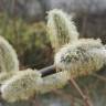 Fotografia 5 da espécie Salix caprea do Jardim Botânico UTAD