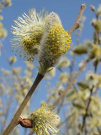 Fotografia da espécie Salix caprea