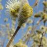 Fotografia 6 da espécie Salix caprea do Jardim Botânico UTAD