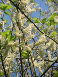 Fotografia da espécie Salix caprea