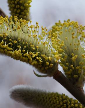 Fotografia 8 da espécie Salix caprea no Jardim Botânico UTAD